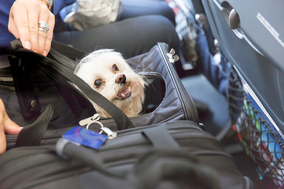 hond mee in het vliegtuig: Zo neem jij friend mee! | IHV Magazine
