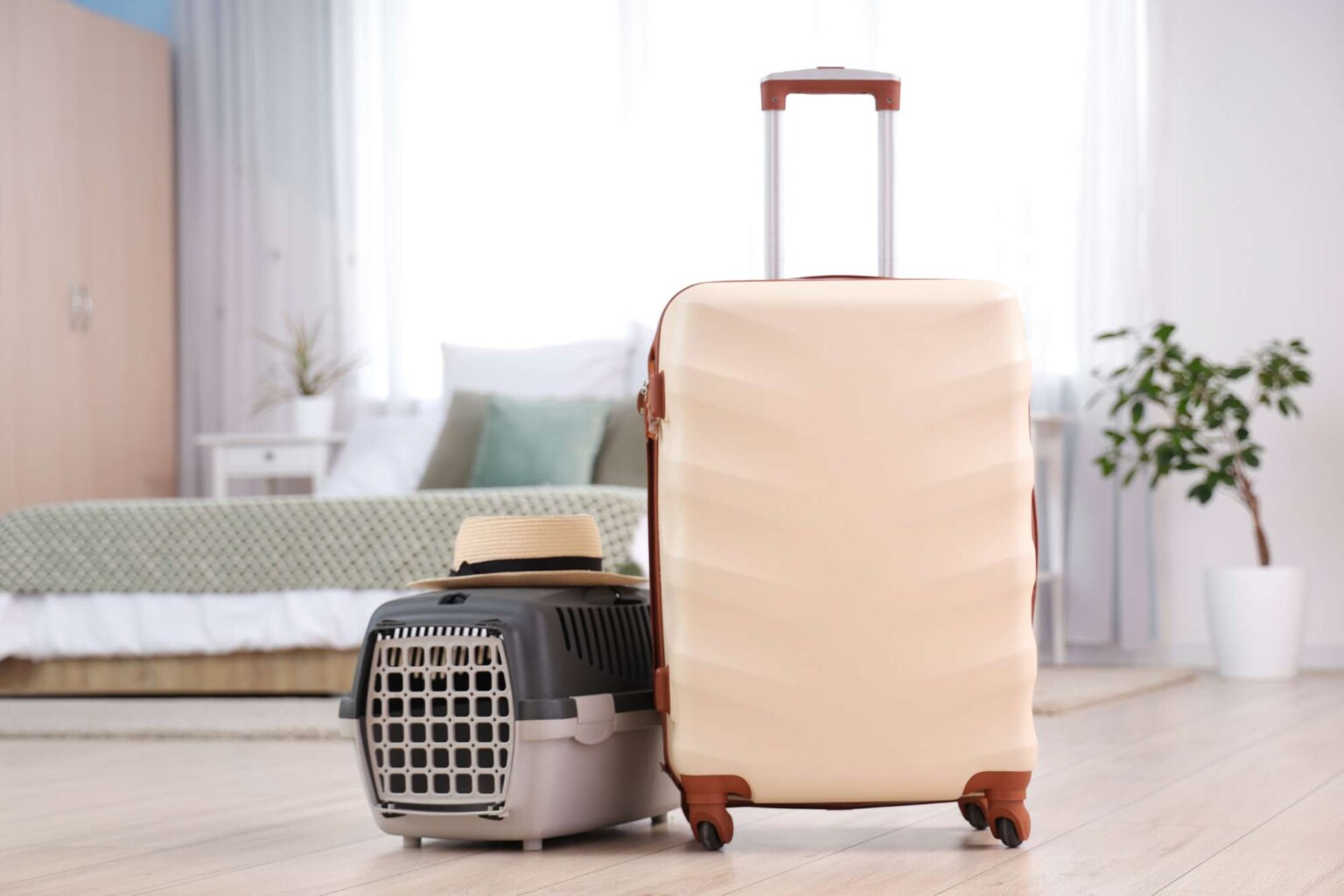 Kat of hond mee in het vliegtuig? Tips, regels en adviezen!