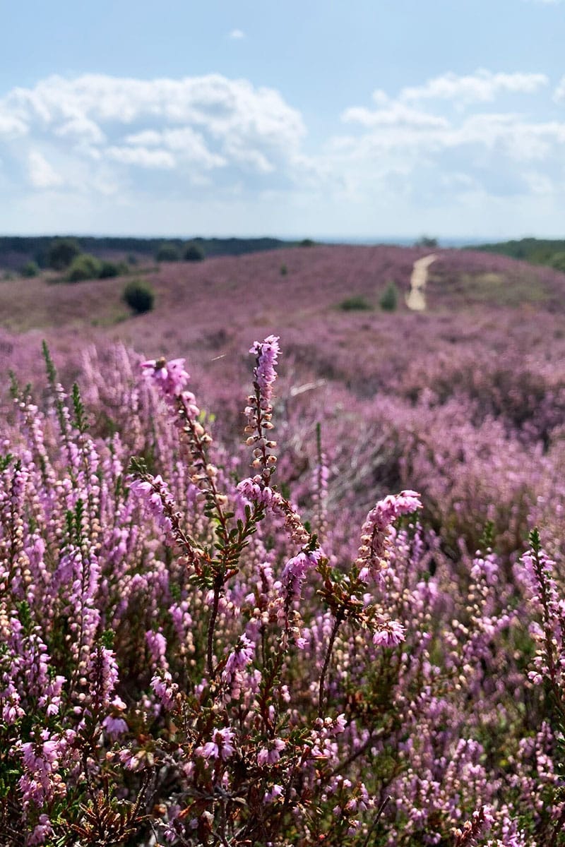 Roadtrip door Nederland - De Veluwe