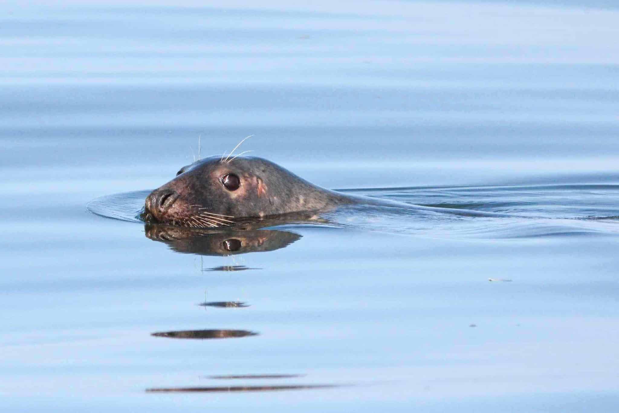Wat te doen op Goeree-Overflakkee - Zeehonden spotten in Nederland